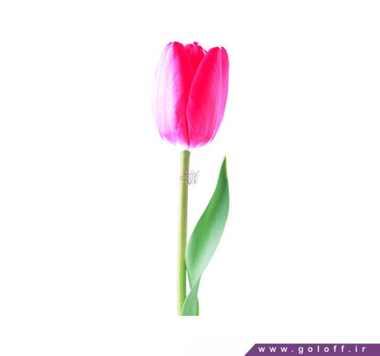 خرید گل - گل لاله اربا - Tulip | گل آف